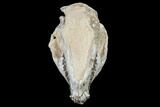 Oreodont (Merycoidodon) Skull - South Dakota #113106-6